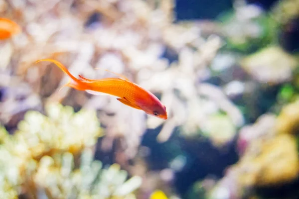 Peixes de laranja em águas límpidas do mar ou do oceano . — Fotografia de Stock