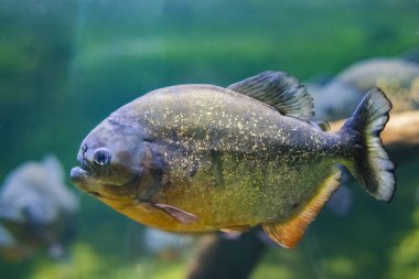 Kırmızı karınlı piranha, olarak da bilinen kırmızı piranha Pygocentrus nattereri, bir piranha Güney Amerika yerli türüdür