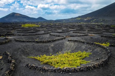 Lanzarote bağ. Yeşil bitkiler volkanik adanın siyah volkanik toprak üzerinde