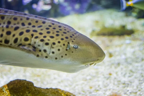 Vedoucí Zebra shark plave na korálový útes v Indickém oceánu. — Stock fotografie