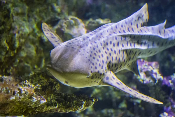 A cabeça do tubarão-zebra nada em um recife de coral no Oceano Índico . — Fotografia de Stock