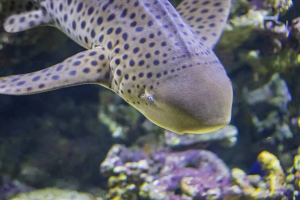 얼룩말 상어의 머리는 인도양에 있는 산호초에서 수영. — 스톡 사진