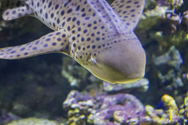 The head of Zebra shark swims at a coral reef in the Indian Ocean.
