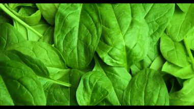 Taze yeşil ıspanak dönen 4 k video.