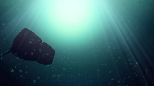 4k Animation der Silhouetten zweier Rochen, die auf Meereshöhe schwimmen — Stockvideo