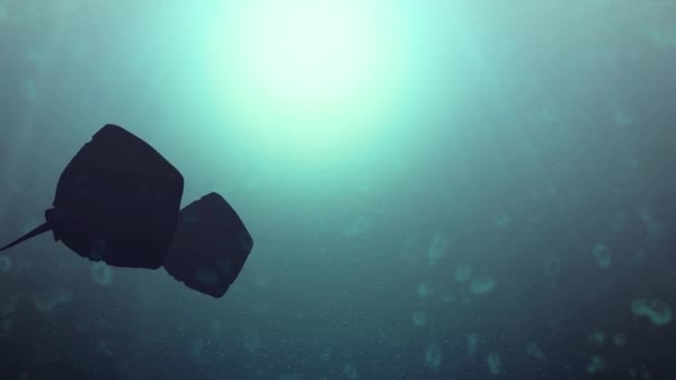 Iki Mantas Yüzmek Okyanusun Düzeyinde Siluetleri Animasyon Deniz Işınları Kabarcıklar — Stok video