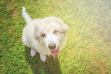 Beyaz tüylü köpek yavrusu yeşil çim oturan bir Pyrenean dağ köpek.