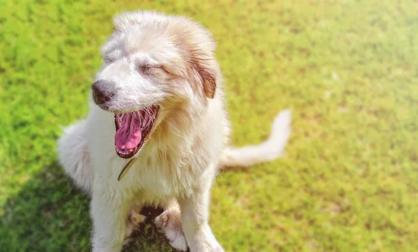 Pyrenean dağ köpek yeşil çim ve yawns oturan beyaz tüylü köpek yavrusu. Çok sevimli.