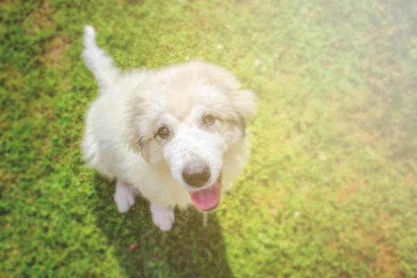 Beyaz tüylü köpek yavrusu yeşil çim oturan bir Pyrenean dağ köpek.