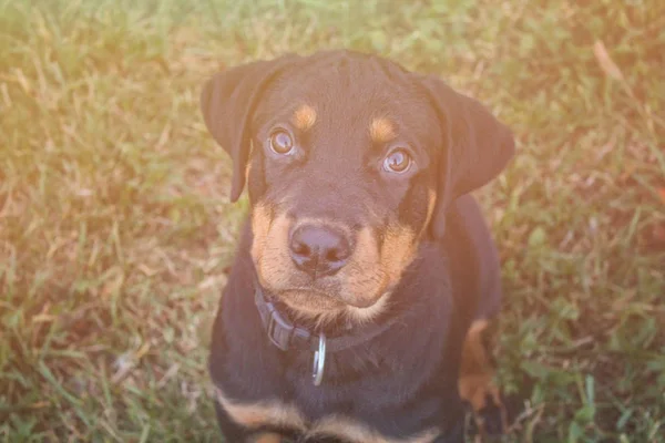 Rottweiler szczenię siedzi w zielonej trawie. On jest taki słodki. — Zdjęcie stockowe