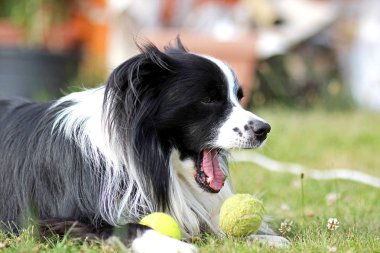 Köpek çim Park, yalan söylemektedir. Kenar kömür ocağı türdür. Arka plan yeşildir. Bir tenis topu ağız bulunur.
