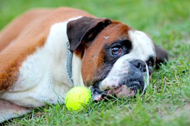 Köpek park tenis topu ile çimenlerde gree, yalan söylemektedir. Belgili tanımlık doğurmak Alman boksör olduğunu.