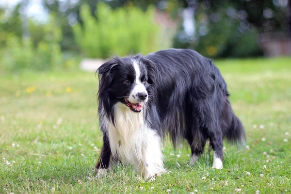 Portret rasy Border collie. Pies stoi w trawie w parku. — Zdjęcie stockowe