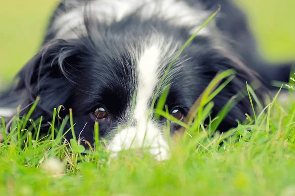 Hund liegt im Gras im Park. Die Rasse ist Border Collie. Hintergrund ist grün. er hat schöne braune Augen — Stockfoto