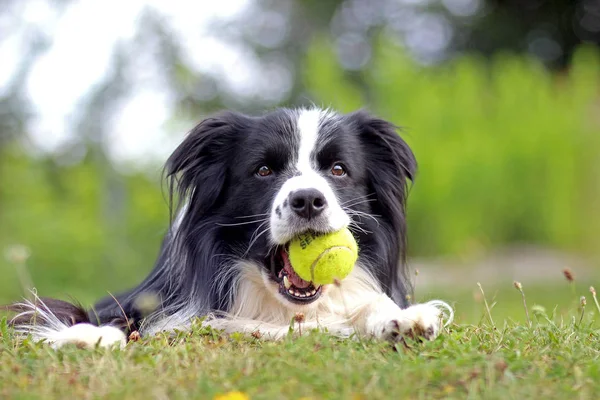 Hund liggande i gräset i parken. Rasen är Border collie. Bakgrunden är grön. Han har en tennisboll i munnen. — Stockfoto