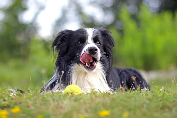 Hund liegt im Gras im Park. Die Rasse ist Border Collie. Hintergrund ist grün. er hat einen Tennisball im Mund. — Stockfoto