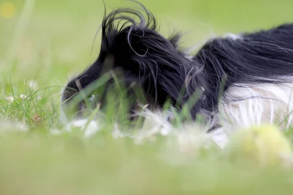 Hund liegt im Gras im Park. Die Rasse ist Border Collie. Hintergrund ist grün. er hat einen Tennisball im Mund. — Stockfoto