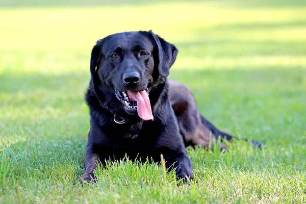 Der schwarze Labrador Retriever liegt auf dem Boden in einem Park im grünen Gras. Hintergrund ist grün. Es ist eine Nahsicht. — Stockfoto