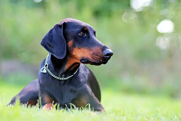 Portret Doberman leży w zielonej trawie w parku. Tło jest zielony. To jest blisko do widoku. — Zdjęcie stockowe