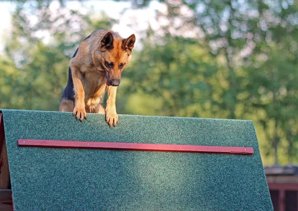 Zemin oynayan Alman çoban köpeği eğitim aport. — Stok fotoğraf