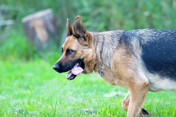 Köpek portre çim. Alman çoban türdür. — Stok fotoğraf