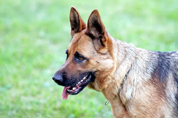 Köpek portre çim. Alman çoban türdür. — Stok fotoğraf