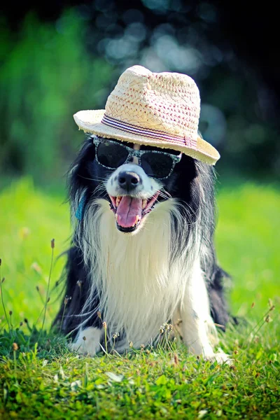 Köpek şapka ve güneş gözlüğü yaz için bekliyor. Onun sıcak ve güneşli bir gün. Kenar kömür ocağı o ve Bahçe üzerinde oturan