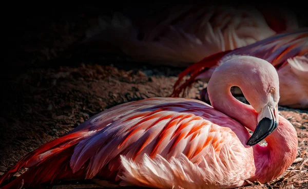 Chilei flamingó feküdt a földön, és pihenés. — Stock Fotó