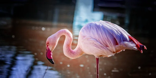 Chilei flamingó ott állt a vízben és a víz Horgászat. Pihenő. háttérben a tiszta kék víz. — Stock Fotó