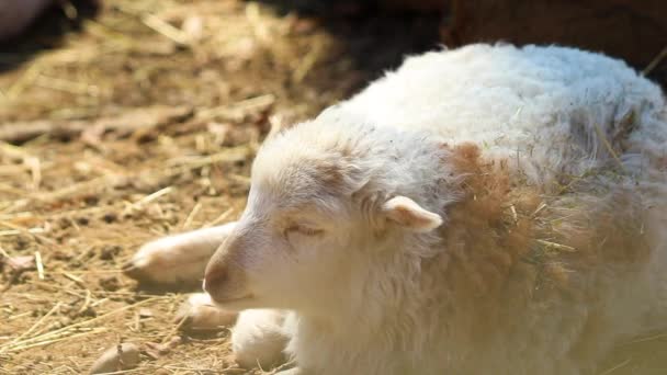 Bliska Wideo Białego Jagnięcego Leżącego Ziemi Lamb Żuje Zjada Coś — Wideo stockowe