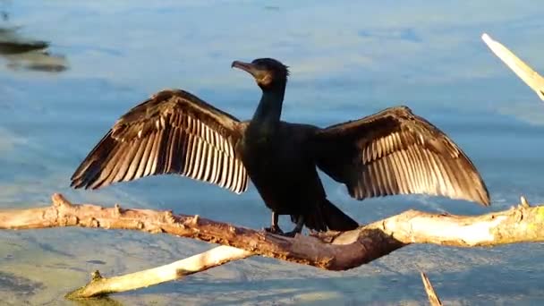 水の上に木製の枝の上に播種した鵜飼の ビデオ 彼は翼を広げて 振っている 彼は侵入者を脅かす — ストック動画
