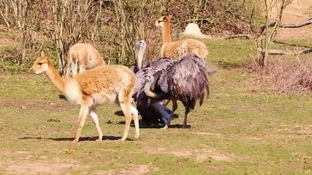 Video Group Ostriches Follow Llama Have Bristling Feathers Frightening Trying — Stock Video