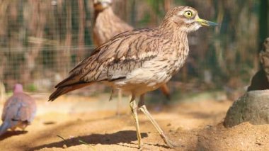 Eurasian taş-Curlew, Avrasya kalın-diz, Burhinus oedicnemus HD video kumlu yere yürür. Video yakın. The kocagöz Avrupa, Kuzey Afrika ve Güneybatı Asya boyunca oluşur.