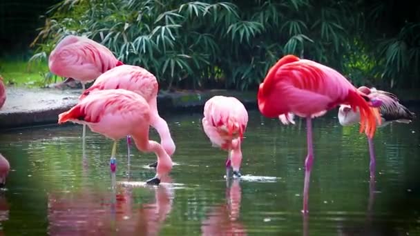 Vidéo HD de Flamants roses debout dans l eau, coulant becs dans l eau à la recherche de nourriture. C'est la vidéo de gros plan .