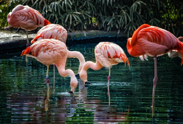 Chilei flamingó csoportja áll a víz és a fejüket a víz. Ők találni valami ennivalót vízben. -A ' kicsapongó élet fénykép. — Stock Fotó