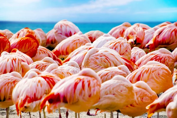 Grupa różowych flamingów, stojąc na plaży, w pobliżu morza. Tło jest błękitne niebo i wody oceanu. Jest to tło tropikalny raj. — Zdjęcie stockowe