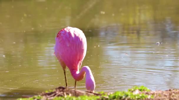 Wideo HD flamingów stojących w wodzie, tonący dzioby w wodzie szuka żywności. To jest zbliżenie wideo. — Wideo stockowe