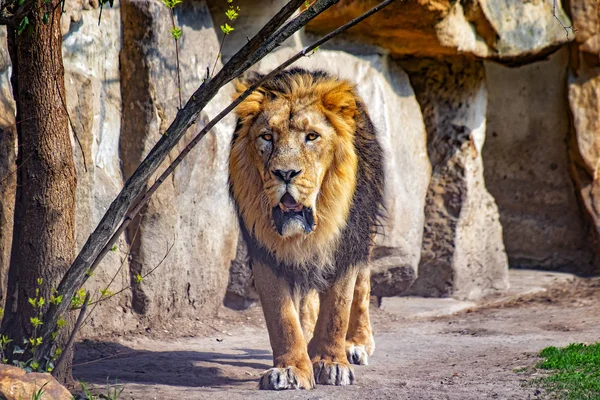 Feche a foto do leão-bárbaro. Ele está a ir. O fundo é uma rocha. É leão africano. O leão-bárbaro era uma população de leões-panthera no norte da África . — Fotografia de Stock