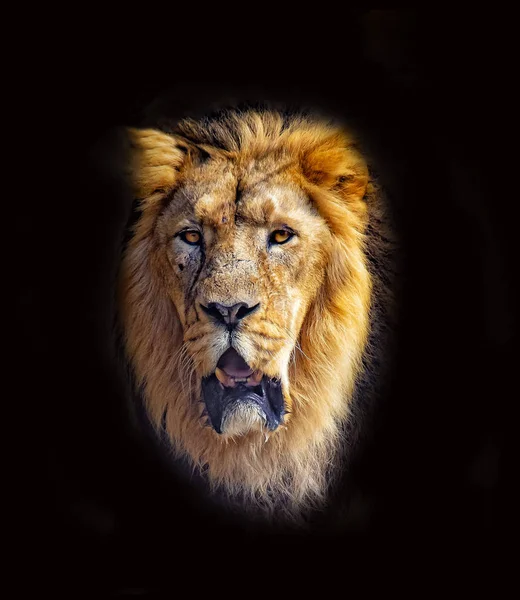 Het staatshoofd van Barbarijse Leeuw. Het is geïsoleerd op de zwarte achtergrond. Het is de Afrikaanse leeuw. De Barbarijse leeuw was een Panthera leo bevolking in Noord-Afrika. — Stockfoto
