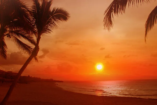Atardecer Dorado en la playa con palmeras. Está en Cuba, Varadero, Caribe. Es hermoso fondo natural o fondo de pantalla . — Foto de Stock