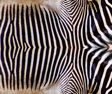Chapman 'ın zebra derisi Equus quagga chapmani ile arka plan. Bu Afrika hayvan ile doğal arka plan veya duvar kağıdı. Tipik çizgiler vardır.