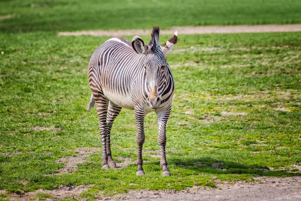 Закрыть фотографию зебры Чапмана, стоящей на зеленой траве, equus quagga chapmani. Это естественный фон или обои с животными дикой природы . — стоковое фото