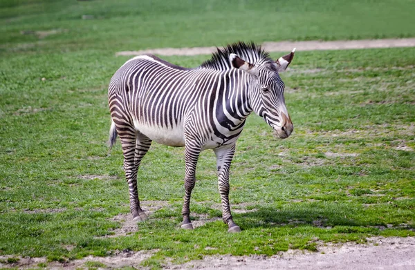 緑の芝生の上に立っているチャップマンのシマウマの写真をクローズアップ, エクウス quagga chapmani.それは野生動物と自然の背景や壁紙です. — ストック写真