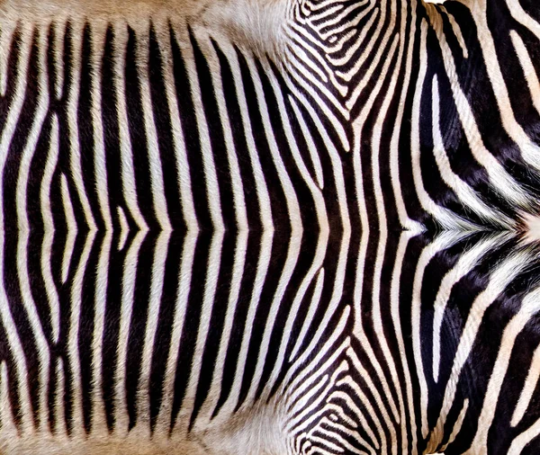 Antecedentes com pele de zebra de Chapman, equus quagga chapmani. É fundo natural ou papel de parede com animais africanos.Existem listras típicas . — Fotografia de Stock