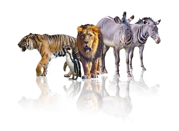 Gruppo di animali Safari africani che camminano insieme. È isolato sullo sfondo bianco. Riflette la loro immagine. Ci sono zebre, leoni, tigri e pinguini . — Foto Stock