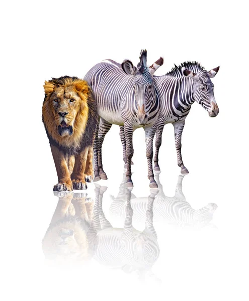 Zebralar ve aslan beyaz arka planda izole. İmajlarını yansıtır. Onlar Afrikalı hayvanlar. — Stok fotoğraf