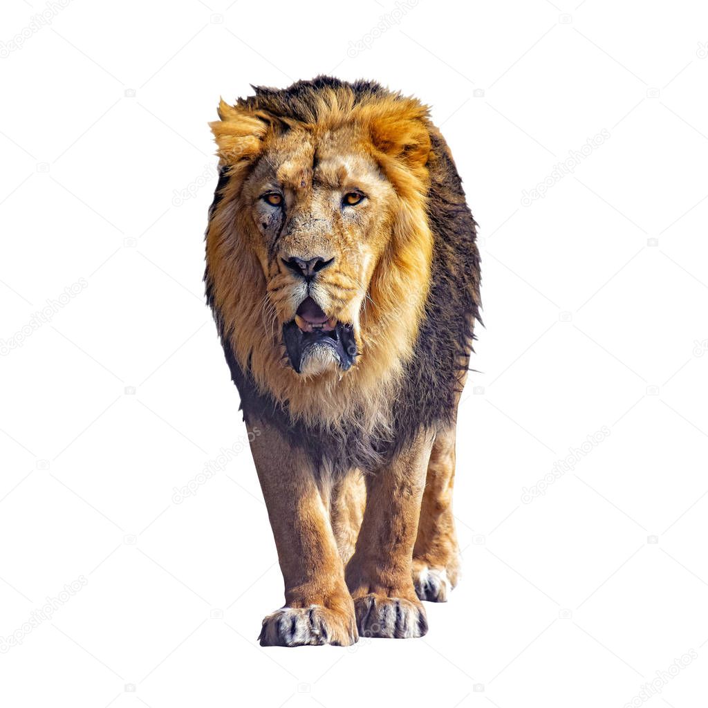 Close up photo of Barbary lion isolated on the white background. He is going. . It is African lion. The Barbary lion was a Panthera leo population in North Africa.