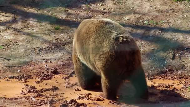 HD cerrar el vídeo de un oso pardo. Un oso patea en un agua sucia en el bosque. Está en el bosque. . — Vídeos de Stock