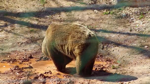 HD close up video of a Brown bear. A bear paws in a dirty water in the forest. Hes in the woods. — Stockvideo