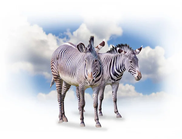 Eine gruppe von zebras isoliert auf dem weißen hintergrund in afrika. Dahinter liegt der blaue Himmel. es ist ein natürlicher Hintergrund mit afrikanischen Tieren. — Stockfoto